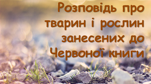 Презентація "Розповіді про тварин та рослин занесених до Червоної книги"