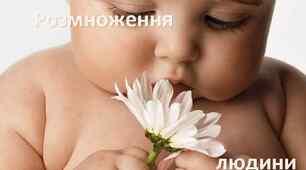 Ендокринна система. Розмноження та розвиток