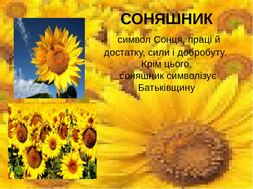 Відеозаняття «Рослини - символи України»