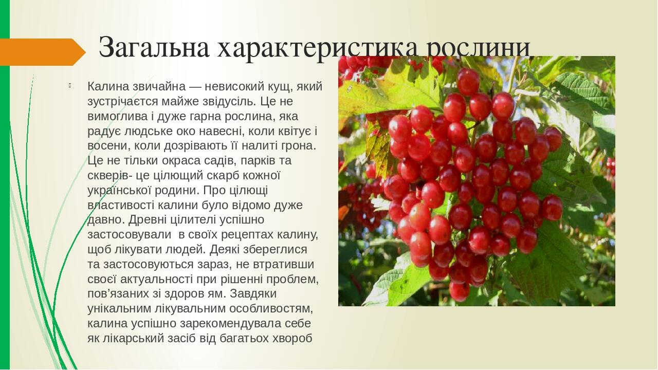 Відеозаняття “ Калина - диво України ” | Презентація. Позашкільна освіта
