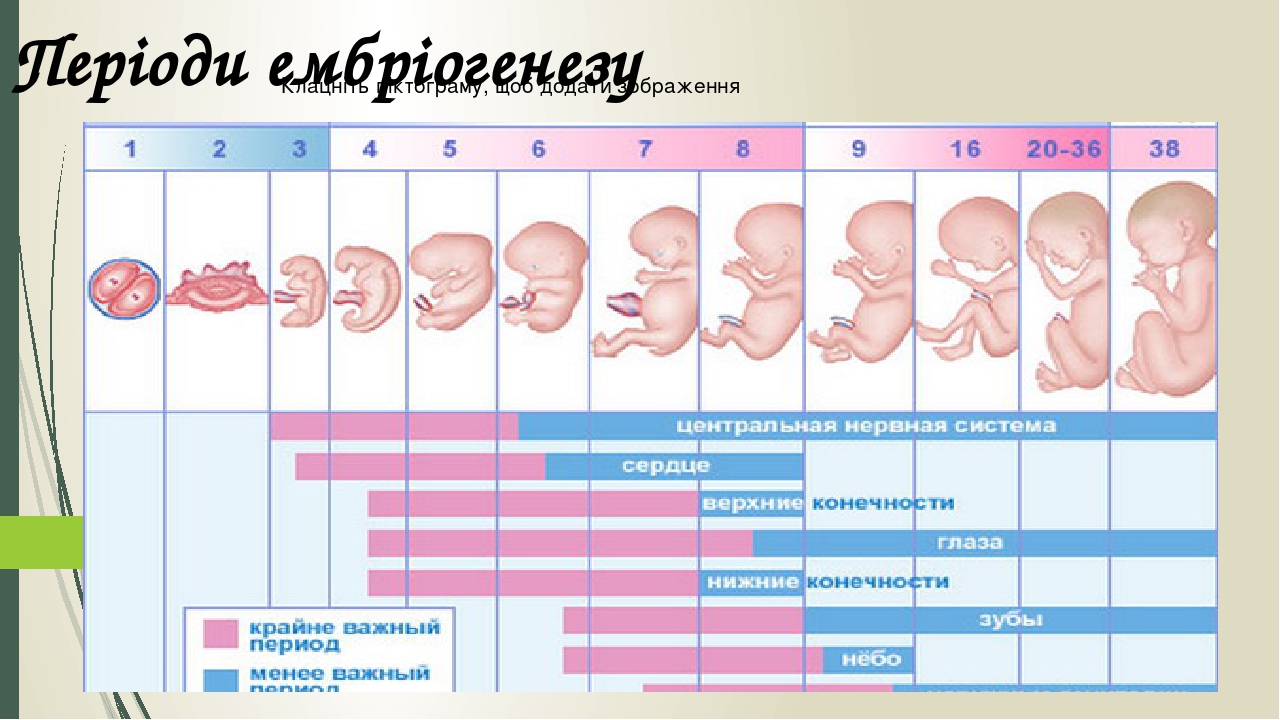 Періоди ембріогенезу