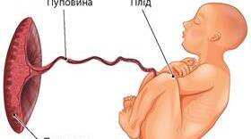 Ембріональний розвиток людини