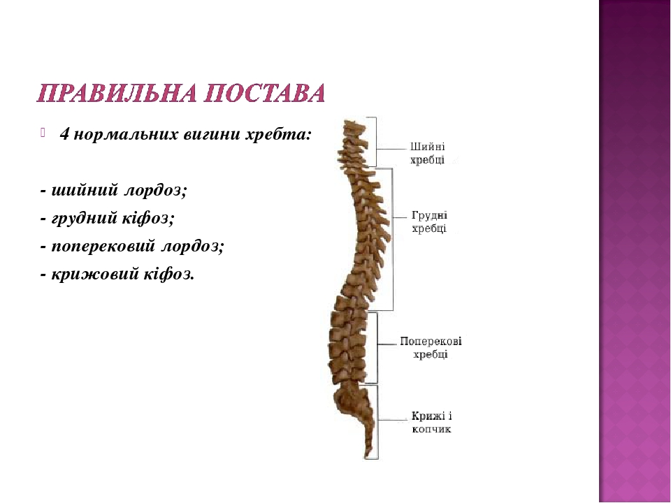 Поясничный лордоз сглажен