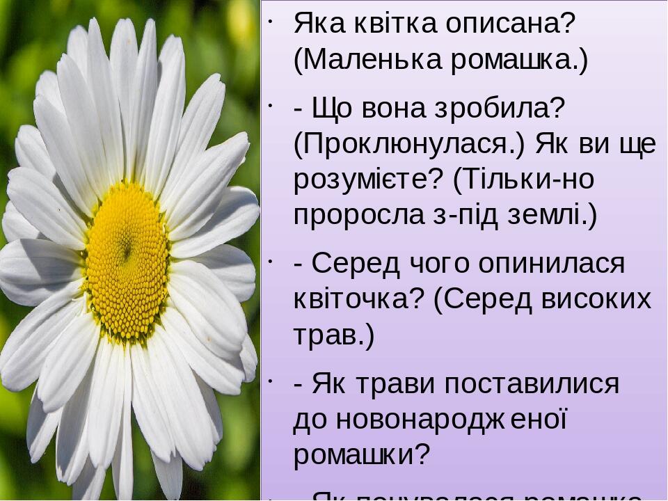 Ромашка текст описание 3 класс русский язык. Интересное про ромашку. Христианские пожелания про ромашки. Частушки про ромашку. Девиз для семьи про ромашку.