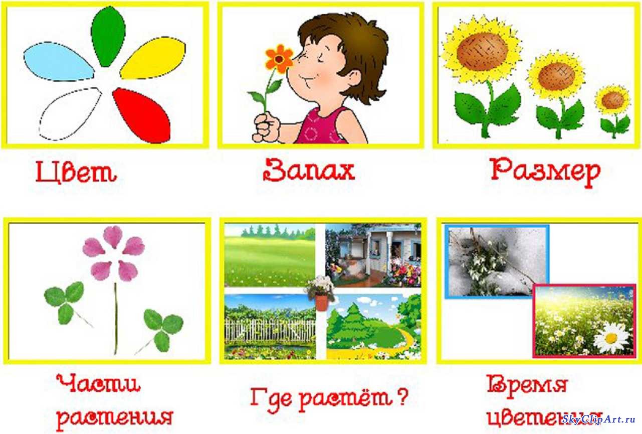Схема описания цветов для дошкольников