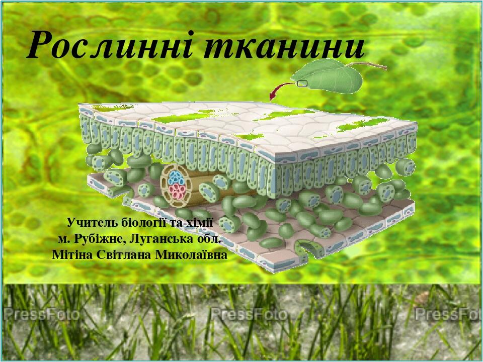 Рослинні тканини Учитель біології та хімії м. Рубіжне, Луганська обл. Мітіна Світлана Миколаївна