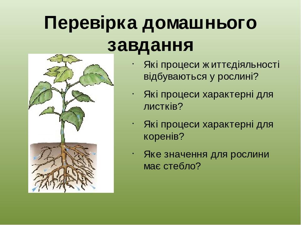 Перевірка домашнього завдання Які процеси життєдіяльності відбуваються у рослині? Які процеси характерні для листків? Які процеси характерні для ко...