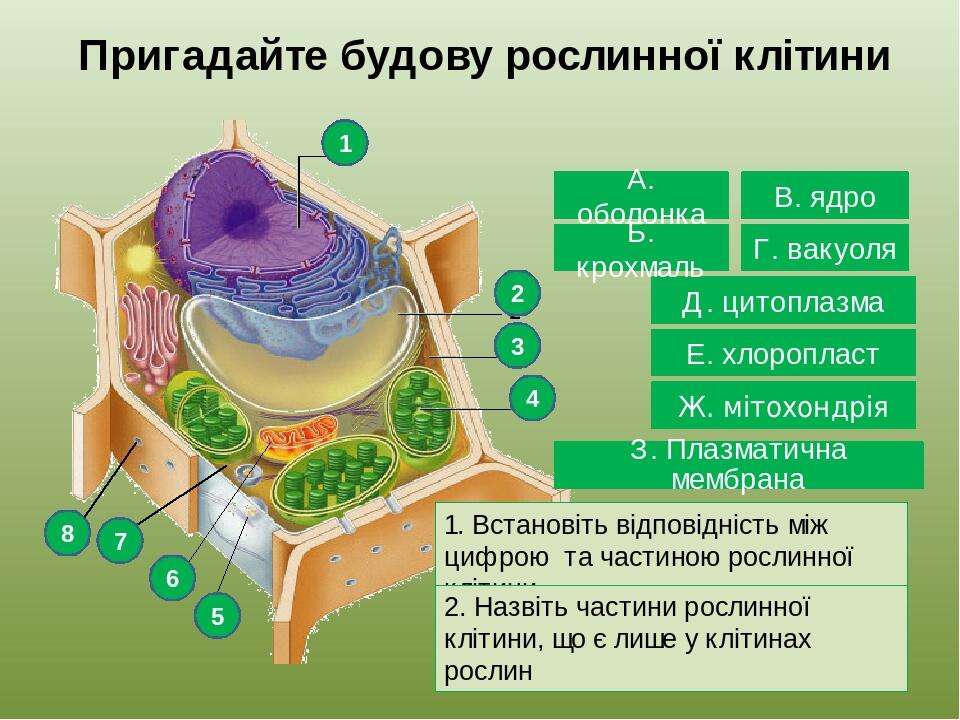 Пригадайте будову рослинної клітини 1 2 3 4 5 6 7 8 1. Встановіть відповідність між цифрою та частиною рослинної клітини. 2. Назвіть частини рослин...
