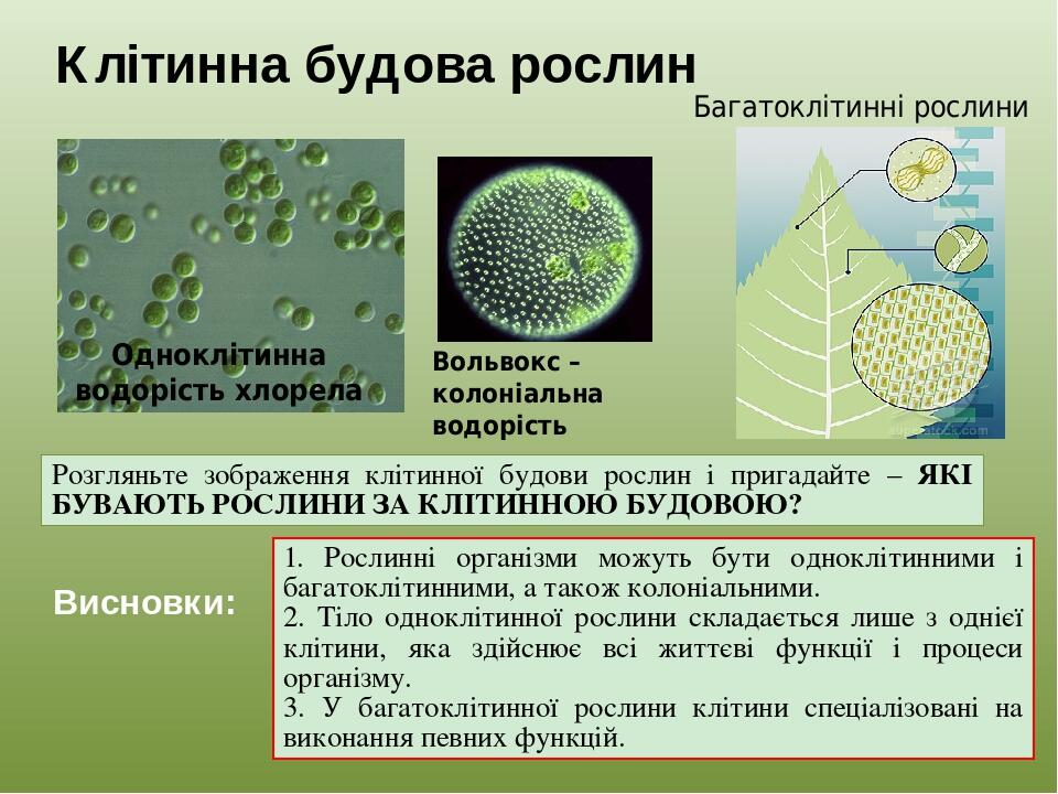 Клітинна будова рослин Висновки: Одноклітинна водорість хлорела Багатоклітинні рослини Вольвокс – колоніальна водорість 1. Рослинні організми можут...