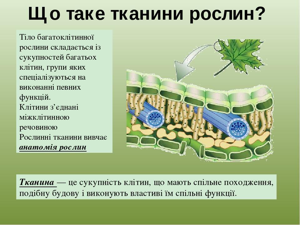 Тіло багатоклітинної рослини складається із сукупностей багатьох клітин, групи яких спеціалізуються на виконанні певних функцій. Клітини з’єднані м...