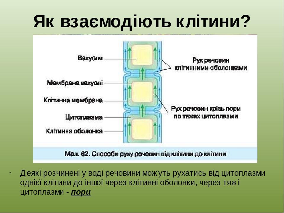 Як взаємодіють клітини? Деякі розчинені у воді речовини можуть рухатись від цитоплазми однієї клітини до іншої через клітинні оболонки, через тяжі ...