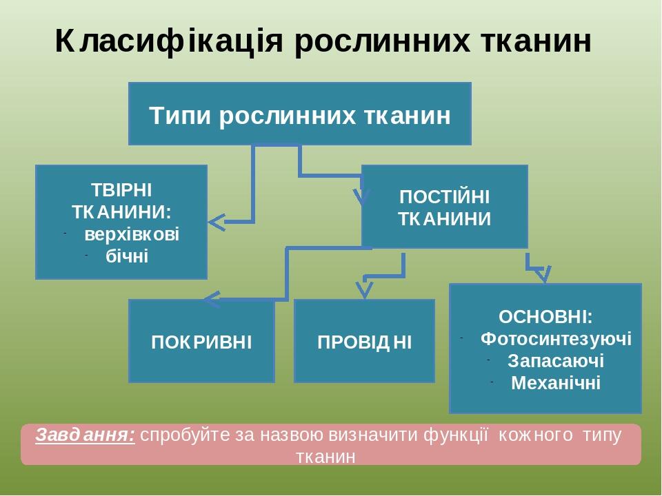 Типи рослинних тканин ТВІРНІ ТКАНИНИ: верхівкові бічні ПРОВІДНІ ПОКРИВНІ ПОСТІЙНІ ТКАНИНИ ОСНОВНІ: Фотосинтезуючі Запасаючі Механічні Класифікація ...