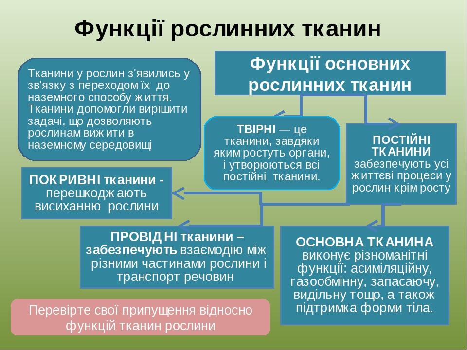 Функції основних рослинних тканин ПРОВІДНІ тканини – забезпечують взаємодію між різними частинами рослини і транспорт речовин ПОКРИВНІ тканини - пе...