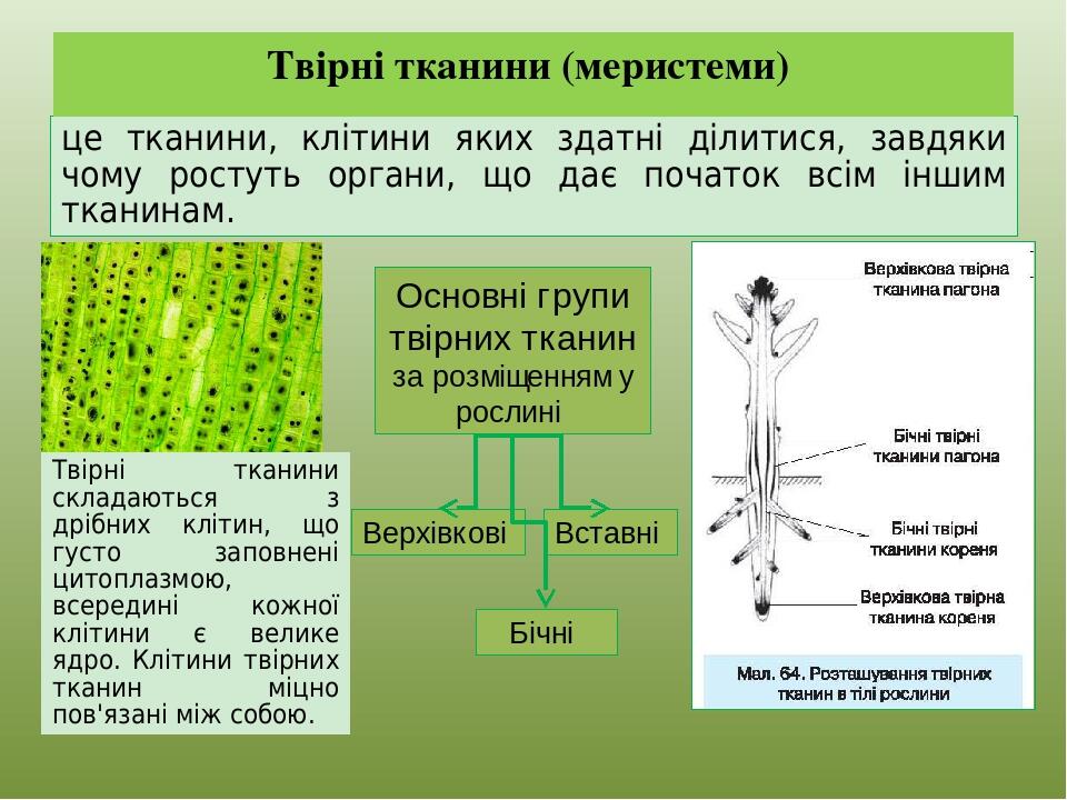 це тканини, клітини яких здатні ділитися, завдяки чому ростуть органи, що дає початок всім іншим тканинам. Твірні тканини (меристеми) Твірні тканин...