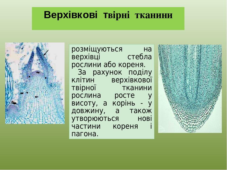 Верхівкові твірні тканини розміщуються на верхівці стебла рослини або кореня. За рахунок поділу клітин верхівкової твірної тканини рослина росте у ...