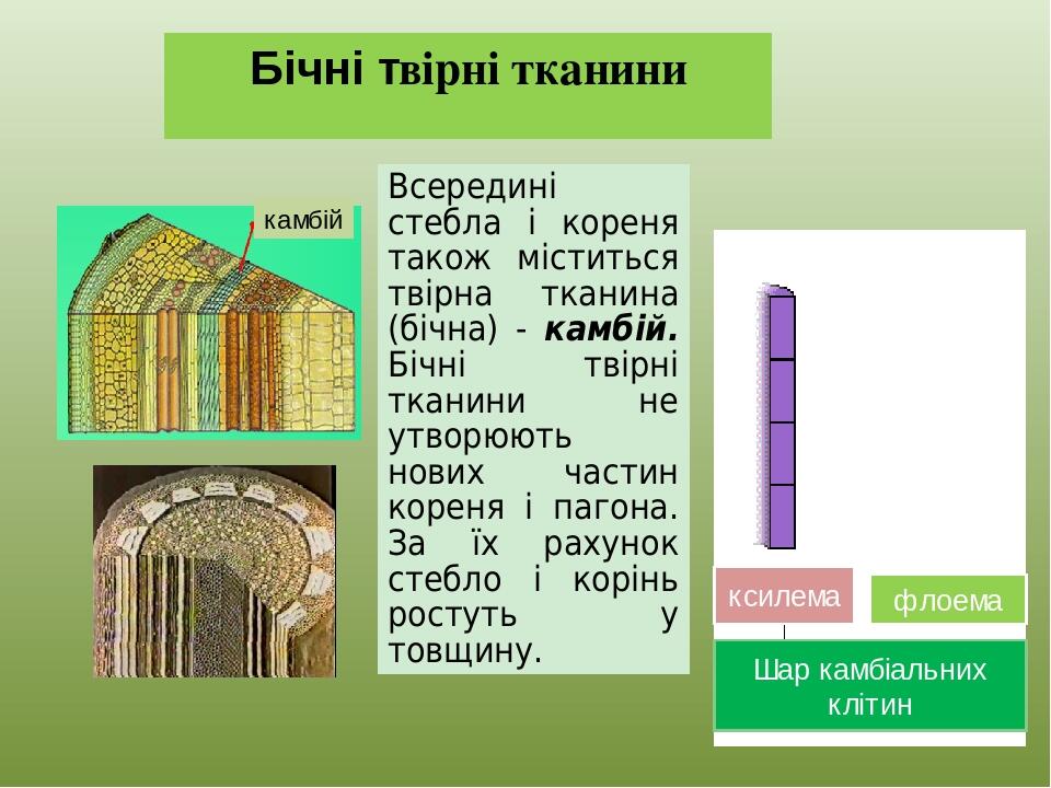Бічні твірні тканини Всередині стебла і кореня також міститься твірна тканина (бічна) - камбій. Бічні твірні тканини не утворюють нових частин коре...