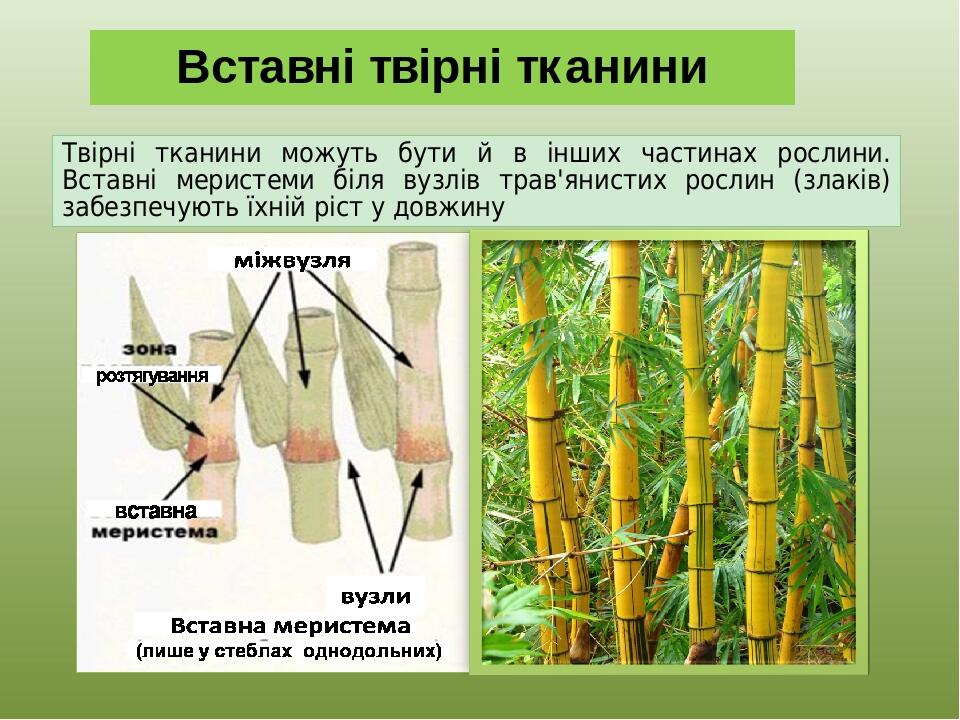 Вставні твірні тканини Твірні тканини можуть бути й в інших частинах рослини. Вставні меристеми біля вузлів трав'янистих рослин (злаків) забезпечую...