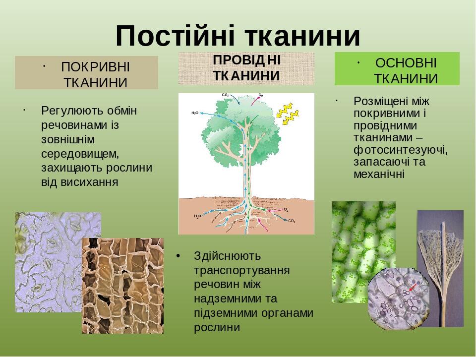 Постійні тканини ПОКРИВНІ ТКАНИНИ Регулюють обмін речовинами із зовнішнім середовищем, захищають рослини від висихання ОСНОВНІ ТКАНИНИ Розміщені мі...