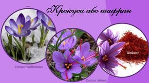 Презентація - Крокуси (шафран)