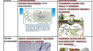 Інформативний матеріал з біології 6 клас - Порівняння цвільових та шапинкових грибів