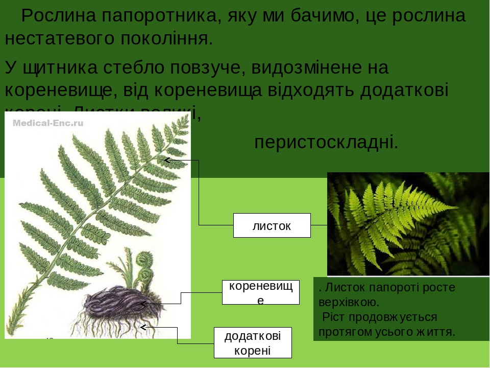 Какой тип развития характерен для клопа щитника линейчатого изображенного на рисунке