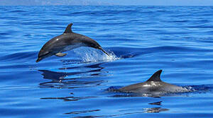 Презентація "Dolphins" за підручником "Family &Friends" (3 частина)