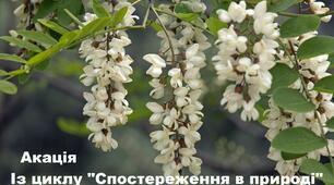 Акація. Із циклу "Спостереження в природі"