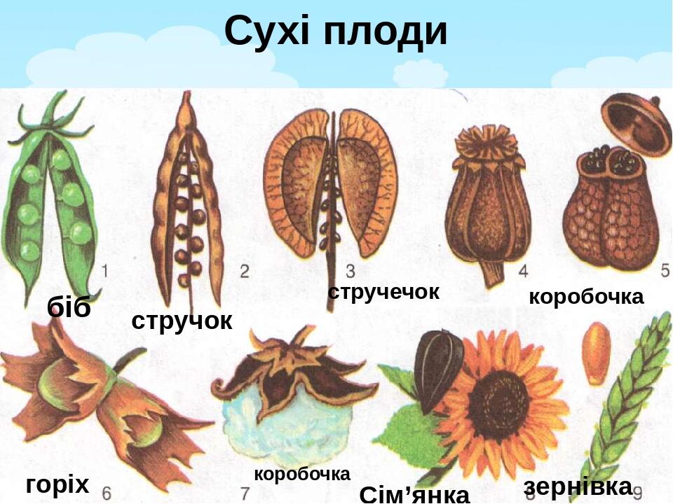 На рисунке изображен плод боб стручок ягода коробочка