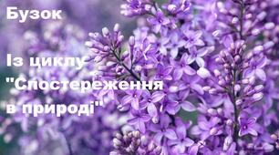 Бузок. Із циклу "Спостереження в природі"
