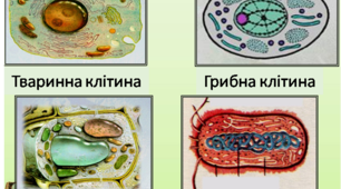 Структура клітини( самостійна  9 клас)