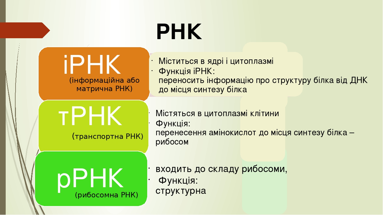 Презентація - Нуклеїнові кислоти