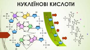 Презентація - Нуклеїнові кислоти