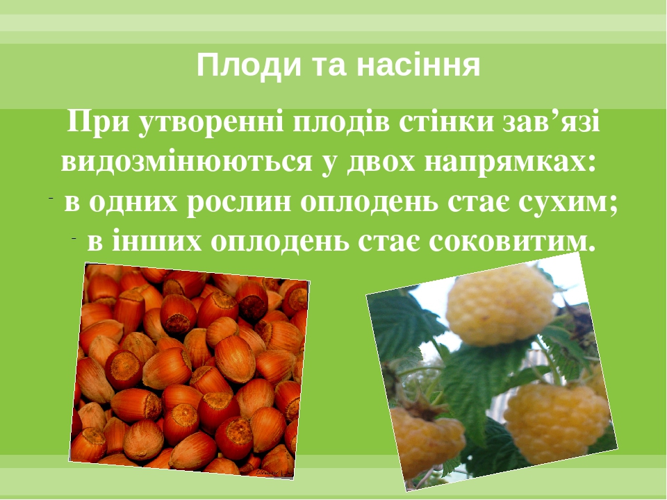 Плід. Поширення плодів та насіння