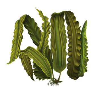 02001q6z-02c8-358x327.png