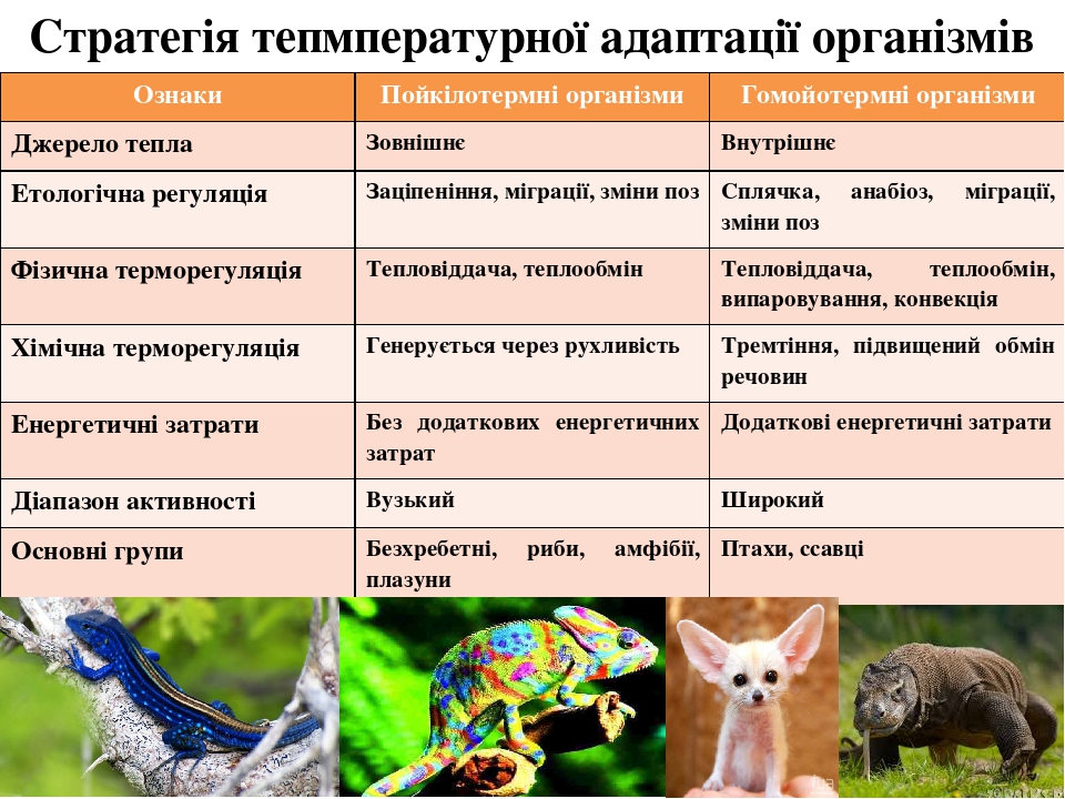 Запишите признаки животных. Стратегія адаптації організмів. Морфологічні ознаки тварин. Пойкілотермні. Экологические признаки животных это.