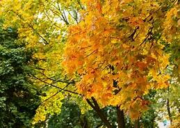 02001scy-6c41-259x184.jpg