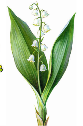 02001t8n-389e-280x424.png