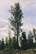 02001xgz-7792-124x184.jpg