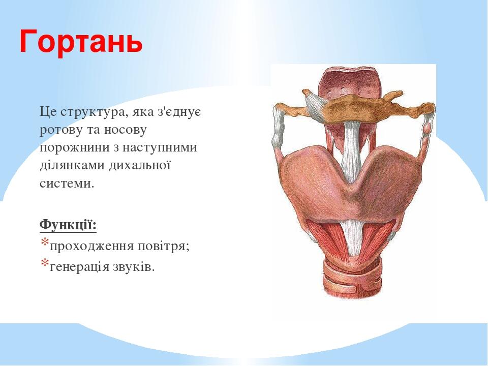 Структура гортани человека фото с описанием