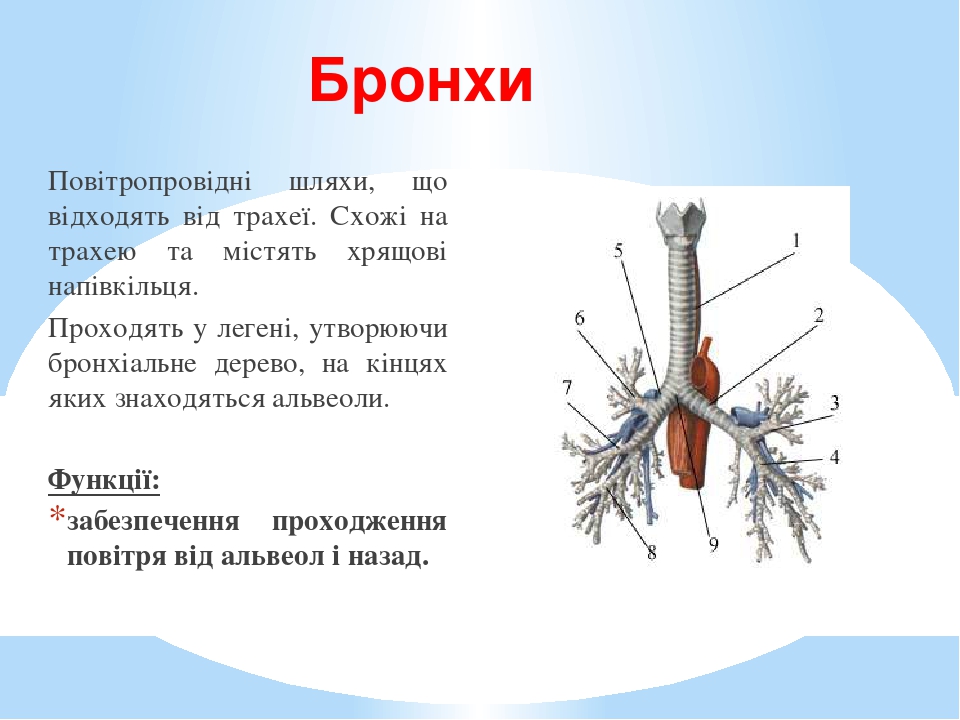 Где находятся бронхи у человека фото спереди и сзади у женщин