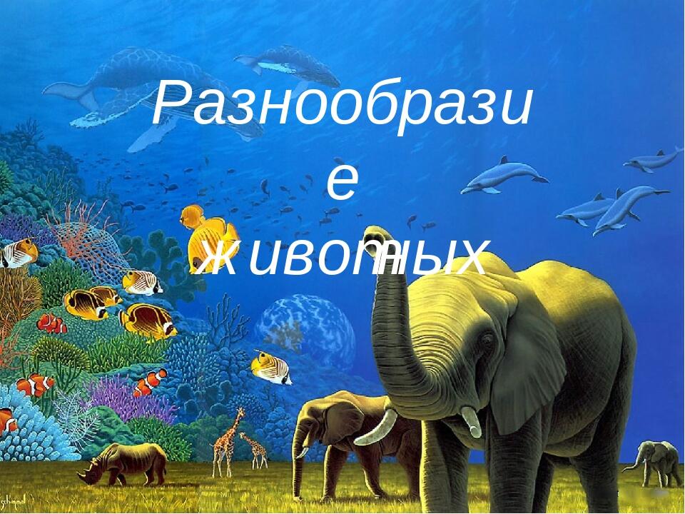 Разнообразие животных картинки