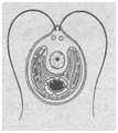 02001zj1-dcf8-177x200.png