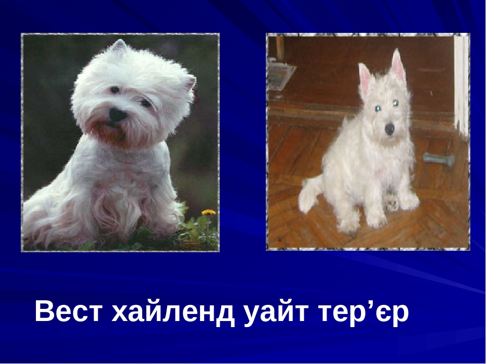 Ооо вест тер