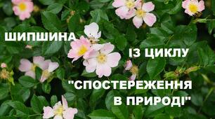 Шипшина. Мої спостереження для моїх дошкільнят крізь камеру мобільного телефону.