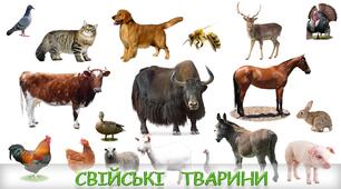 ПРЕЗЕНТАЦІЯ " 50 цікавих фактів про свійських тварин"