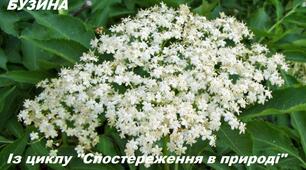 Бузина. Мої спостереження для моїх дошкільнят крізь камеру мобільного телефону.