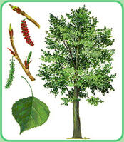 02002cs8-743d-174x199.jpg