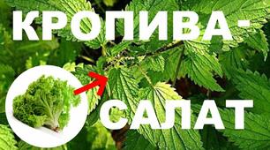 Презентація виховного проєкту "Кропива - скарб під нашими ногами"