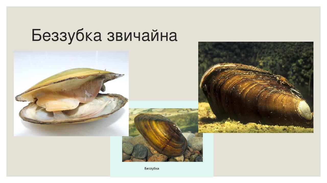 Пресноводным моллюскам является. Строение беззубки. Беззубка способ питания. Беззубка обыкновенная хищник или нет.