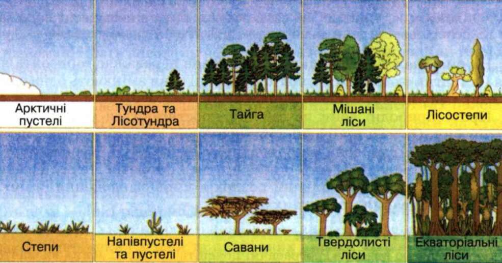 Презентація "Природні зони Землі" | Презентація. Географія